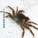 Yangcheng Lake hairy crabs (female crabs) starting from 2.8 taels/piece