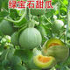 Ice Jade Melon Seeds Super Sweet Thin Skin Emerald Cantaloupe Spring and Autumn Early Ripening Four Seasons Balcony Fruit Seeds Ice Jade Emerald Melon Seeds Song Fertilizer Original New Seeds 2 Packs About 190 Capsules