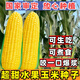 Ice cream fruit corn seeds delicious super sweet popsicles raw fresh rock sugar crispy waxy corn seeds 400g can Golden Crown 597