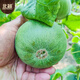 Beishu melon seed seedlings emerald thin-skinned cantaloupe seeds for all seasons, about 60 alexandrite seeds left