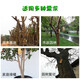 Guoguang Shitahuo big tree nutrient solution hanging needle solution original solution fruit tree bag tree transplant infusion accelerator nutrient solution
