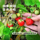 Strawberry seed cream strawberry seedlings for planting indoor and outdoor balcony vegetables and fruits potted flower seeds Dandong Spring Four Seasons Rainbow Field Four Seasons Milk Strawberry Seeds 150 capsules