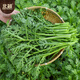 Beishu small-leaf chrysanthemum seeds small-leaf family balcony farmhouse four-season vegetable seeds small-leaf chrysanthemum seeds about 3000 pieces