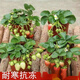 Cream strawberry seedlings potted four-season strawberry seedlings planted in the south and north bear fruit in the same year. Bare root cold-resistant and frost-resistant (four seasons cream strawberry) (8 pcs++pot+fertilizer) full of fruit in the pot.