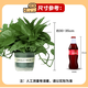 Shuangmeng green radish potted formaldehyde-removing flowers and green plants office new house air purification 180 gallons 4 pots straight from the source