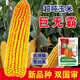 Spot new species Dongdan 509 double national-approved twin short-stem extra-large cob high-yielding corn seed purple stem purple root lodging resistance Big Mac Dongdan 509 five acres of land red axis long grain lodging resistance drought and pest resistance high temperature