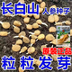Changbai Mountain ginseng seeds, wild ginseng seeds, easy to grow Chinese medicinal materials in all seasons, easy to live indoor flower pots, ginseng seeds, shipped without buds, 5 bags selected, about 260 capsules