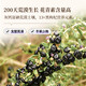 Tongrentang (TRT) Boîte-cadeau Black Wolfberry Qinghai Qaidam Big Fruit trempé dans l'eau et le thé Tonics pour les cadeaux du festival pour les anciens 70g * 2