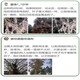 Big tree rotten root powder, powerful tree removal powder, cyclozinone herbicide, big tree dead removal, bamboo rotten root corrosive, three barrels, buy two, get one free, 500g, 3 barrels