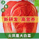 Fire Phoenix Chinese Cabbage Seeds Red Cabbage Seeds are disease-resistant, high-yielding and high in calcium. Orange and Red Cabbage are easy to grow in farmers’ fields. Matched Edition. Fire Phoenix Cabbage Seeds. Premium - New Seeds. 2 packs of approximately 399 capsules.