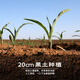 Jingxiansheng Northeast yellow corn on the cob 200g 8 cobs of 25-year-old new corn Vacuum sticky corn Multiple packaging Straight from the source