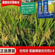 Nationally approved Tianxiangyou 2115 high-yielding hybrid rice seed, first-class rice quality, beautiful fragrance, long-grain, fragrant rice, delicious first-class rice, Tianxiangyou 2115 1Jin Jin is equal to 0.5 kilograms