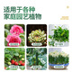 Zhongnong Chemical Compound Fertilizer Flower Fertilizer Flower Vegetables and Fruit Trees Potted Plants Universal Three-Yuan Nitrogen, Phosphorus and Potassium Fertilizer Agricultural Fertilizer Organic and Inorganic Compound Fertilizer 13-15-7 2 Jin Jin equal to 0.5 kg Packed with free spoon