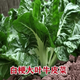 Xinning Brassicae Seeds for human consumption, white stems, large broad leaves, thick skin, high-yielding all-season old variety, Spring Brassica Genda Vegetable Seeds, Broad-leaf Brassicae 4 packs, 6 packs available (40 people choose)