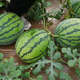 Shouhe watermelon seed seedlings are sweet, juicy and thin-skinned. Fruit seeds for home potted planting. Meidu watermelon seeds 25 capsules.