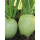 Kohlrabi seeds make pickled pickles, mustard rhizome seeds, radish seeds, spring and autumn cold-resistant vegetable seeds, 5 bald melon seedlings