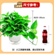 Shuangmeng green radish potted plant formaldehyde removal office new house air purification 180 white water-absorbing basins 4 basins straight from the source