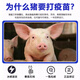 China Animal Husbandry Co., Ltd. CAHIC Shandong Zhongmu Swine Fever Live Vaccine Cell-derived Pig Vaccine Swine Fever Live Vaccine Cell-derived High-efficiency Swine Fever Vaccine Zhongmu (High-efficiency Swine Fever 1 Bottle) 20 Heads