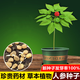 Changbai Mountain ginseng seeds, wild ginseng seeds, easy to grow Chinese medicinal materials in all seasons, easy to live indoor flower pots, ginseng seeds, shipped without buds, 5 bags selected, about 260 capsules