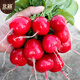 Beishu radish seeds, spring red-skinned fruit radish and vegetable seeds, Weipang No. 1 cherry radish seeds, about 500 pieces