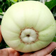 Nongzhi R Ben Tianbao melon seeds honeydew melon Nongzhi Fuji Tianbao melon seeds 2g with high sweetness