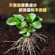 Strawberry special fertilizer slow-release fertilizer organic fertilizer balcony potted strawberry fertilizer to sweeten, improve quality, increase production and promote growth Special strawberry fertilizer 1Jin Jin equals 0.5 kg *1 can