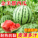 Planting Notes: Kirin Watermelon Seed Zaojia 8424 has beautiful fruit shape, sweet flesh, thin and crispy skin, Jinmeidu Seeds, about 80 seeds in 5 grams of Jinmeidu Watermelon Seeds (resistant to cracking)