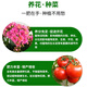 Fermented soybean meal organic fertilizer fermented soybean meal decomposed organic fertilizer general nutritional fertilizer for vegetables, green plants, flowers and fruit trees soybean meal organic fertilizer 500g*1 bag