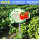 Introduction to Vinoya vegetables, vegetable garden vegetable patch, vegetable signage, vegetable variety display board, introduction to vegetables and fruits, 20x30cm (smaller size) 01 type + free stainless steel pole and screws
