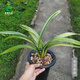 Wengyuan orchid ink orchid old species Nanguo Chunxiao flowers and leaves double art strong fragrance type diligent flowers and buds red flowers and green round potted plants Nanguo Chunxiao 1 seedling large strong seedling simple pot soil