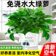Pangmao green radish indoor potted hydroponic plant green basket long rattan extra large pot living room green plant purifies the air and removes odor 120# good morning white water absorbing basin 1 pot + special fertilizer * 2 + pot