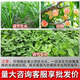 Guoguang Guoguang Jinmeirui 30% polyclonal plant dwarfing agent paclobutrazol inhibiting agricultural growth regulator 100g*10 bottles