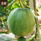 Beishu melon seed seedlings emerald thin-skinned cantaloupe seeds for all seasons, about 60 alexandrite seeds left