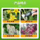 Zheng's Chemical 98% Sodium Nitrophenolate Original Powder Genuine Rooting, Strengthening Seedlings and Increased Yield Agricultural Flower and Fruit Preserving Plant Growth Regulator 98% Aminobutyl Ester 10KG