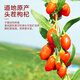 Ning'anbao Ningxia wolfberry special and free of smoked and sulfur independent packaging wolfberry gift box, holiday gift gift for elders, high-end wolfberry, 280g*2 box-with gift bag