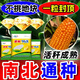 Suiyiman Yunnan-Guizhou-Sichuan high-yielding corn Jingke 968 low-stem big stick high-yielding resistance to lodging and rust disease dual-purpose grain and feed can be stored as green storage 1 bag 4000 grains