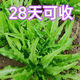 Jingdong Logistics Vegetable Seeds for Four Seasons Sowing Potted Balcony Garden Cilantro Lettuce Spinach Simple and Easy to Grow in Autumn lettuce seeds 1 pack about 1000 grains