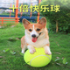 Dog toy ball, self-entertainment and boredom relief artifact, pet border animal, Golden Retriever, Corgi, bite-resistant ball, training, molar tennis rubber, green 2 pcs, fully applicable
