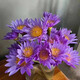 Water lily special price fresh flowers Guangzhou straight hair with buds indoor hydroponics niche fairy fluttering Chinese Valentine's Day gift 10 purple water lilies