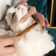 Pengyi cat comb, universal combing brush for cat combing, fine-toothed needle comb for knotting and removing floating hair, good pet combing, sparse-toothed comb, long hair knotting and smoothing 1