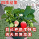 Cream strawberry seedlings potted four-season strawberry seedlings planted in the south and north bear fruit in the same year. Bare root cold-resistant and frost-resistant (four seasons cream strawberry) (8 pcs++pot+fertilizer) full of fruit in the pot.