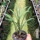 Wengyuan Orchid Lotus Petal Orchid Fulinmen Thin-Leaf Red Orchid Potted Fragrant Orchid Fulinmen 2 Seedlings Extra Strong Seedlings Simple Pot Soil