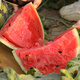 Shouhe watermelon seed seedlings are sweet, juicy and thin-skinned. Fruit seeds for home potted planting. Meidu watermelon seeds 25 capsules.