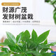 Package live money tree potted flowers and green plants office formaldehyde-absorbing pothos asparagus asparagus hydroponic easy to grow thick 2-3cm single pole money tree original pot