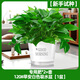 Pangmao green radish indoor potted hydroponic plant green basket long rattan extra large pot living room green plant purifies the air and removes odor 120# good morning white water absorbing basin 1 pot + special fertilizer * 2 + pot