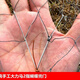 Hong'anze old-fashioned pure handmade horse-throwing net hand-thrown fishing net machine-woven hand-throwing fishing net lead pendant steel pendant small net fishing line 0.2 fingers 3.7 meters high 8Jin Jin equal to 0.5 kg fish lead pendant