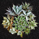 Zkhe Agave Topf Pflanze Blauwal Nin Krone verheißungsvolle Krone Takith Prinzessin Donner Sukkulente Pflanze Kombination Topf Pflanze Feng Thunder Gott Einzelkopf etwa 6 cm nackt Wurzel ohne Boden