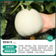 Shouhe Balixiang Melon Seeds Collection Super Sweet Snow Milk Melon No. 1 Seeds 20 capsules