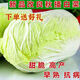 Autumn sowing Chinese cabbage seeds 90 days cabbage balling cabbage early and late maturing farmhouse high-yielding disease-resistant vegetable seeds newly improved Shandong No. 4 autumn cabbage 1000 grains