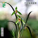 Wengyuan Orchid, Spring Orchid, Myth Thin Leaf Grass, Flower Tongue Colorful Qinhua Qinbud Strong Fragrance Green Plant Potted Plant, Myth 5 Seedlings, Random High-End Purple Clay Pot Plants